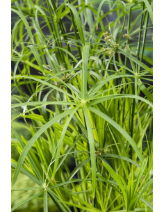 Cyperus alternifolius  - 1