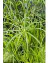 Cyperus alternifolius  - 1