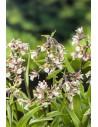 Epipactis Palustris  - 1