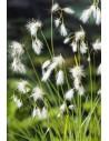 Eriophorum angustifolium  - 1