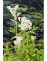 Filipendula ulmaria  - 1