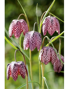 Fritillaria meleagris  - 1