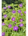 Geranium palustris  - 1