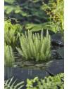 Hippuris vulgaris  - 1
