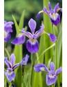 Iris versicolor  - 1
