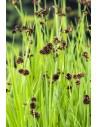 Juncus effusus  - 1
