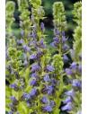 Lobelia siphilitica  - 1