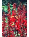 Lobelia fulgens Queen Victoria  - 1