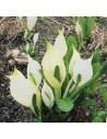 Lysichiton camtschatcensis  - 1