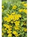 Lysimachia nummularia  - 1