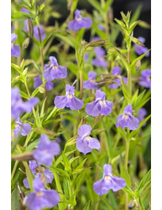 Mimulus ringens  - 1