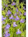 Mimulus ringens  - 1
