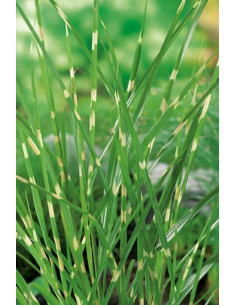 Miscanthus Zebrinus  - 1