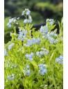Myosotis palustris  - 1