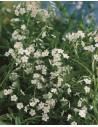 Myosotis palustris 'Alba'  - 1