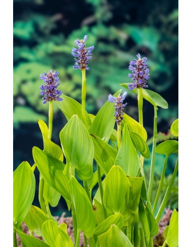 Pontederia cordata  - 1