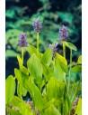 Pontederia cordata  - 1