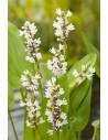 Pontederia cordata 'Alba'  - 1