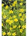 Ranunculus flammula  - 1