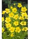 Ranunculus lingua  - 1