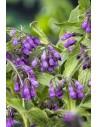 Symphytum officinale  - 1
