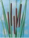 Typha angustifolia  - 1