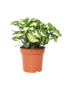 Syngonium pixie  - 1