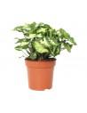 Syngonium pixie  - 1