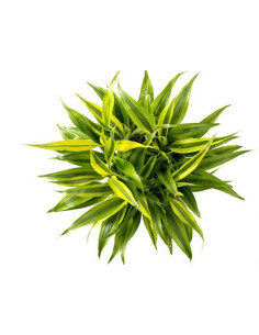Dracaena sanderiana 'Gold'  - 1