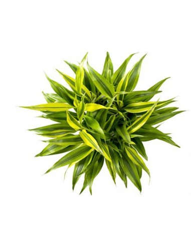 Dracaena sanderiana 'Gold'  - 1