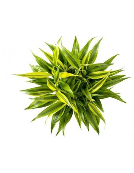 Dracaena sanderiana 'Gold'  - 1