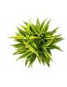 Dracaena sanderiana 'Gold'  - 1