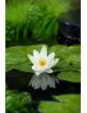 Nymphaea 'Albatros'  - 1