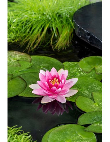 Nymphaea Charles de Meurville (3L)  - 1