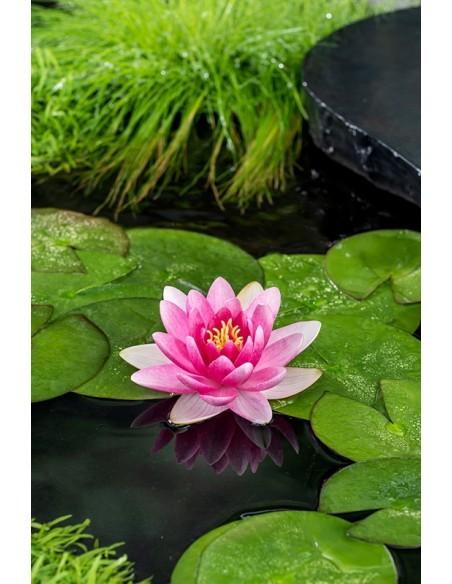 Nymphaea Charles de Meurville (3L)  - 1