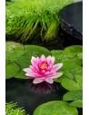Nymphaea Charles de Meurville (3L)  - 1