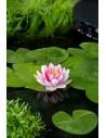 Nymphaea Attraction  - 1