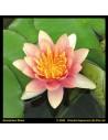 Nymphaea Aurora  - 1
