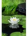 Nymphaea Gladstoneana  - 1