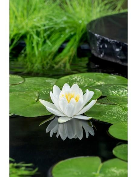 Nymphaea Gladstoneana (3L)  - 1