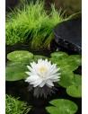 Nymphaea 'Gonnere'  - 1