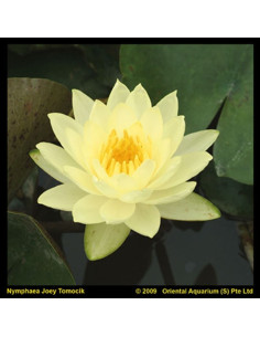 Nymphaea 'Joey Tomocik' (3L)  - 1