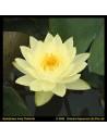 Nymphaea 'Joey Tomocik' (3L)  - 1