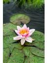 Nymphaea Laydekeri Lilacea (3L)  - 1
