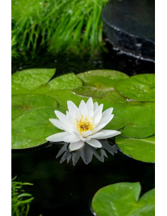 Nymphaea Marliacea Albida  - 1