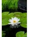 Nymphaea Marliacea Albida  - 1