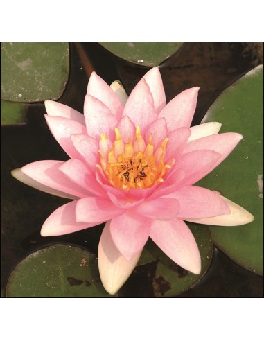 Nymphaea Marliacea 'Carnea' (3L)  - 1
