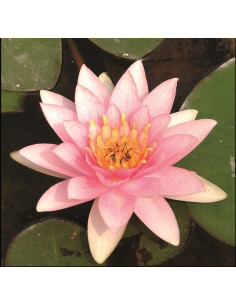 Nymphaea Marliacea Carnea  - 1