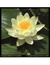 Nymphaea Marliacea Chromatella  - 1