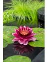 Nymphaea Perry almost black  - 1